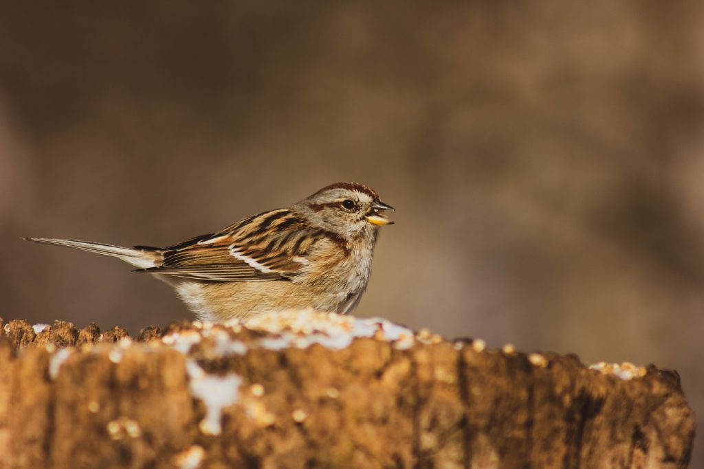 Sparrow sat on log